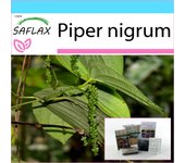SAFLAX - Set de regalo - Planta de pimiento - 20 semillas - Con caja de regalo, tarjeta, etiqueta y sustrato para macetas - Piper nigrum