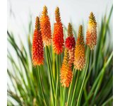 60 Semillas de Tritome Falso Aloe - Permacultura SemiSauvage