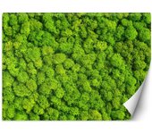 Fondo de pantalla Textura de musgo natural 100x70 verde