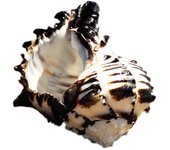 Conchas Marinas Naturales Grandes Caracola Oceánica 3-4 pulgadas Conchas Marinas Perfectas para Decoración de Bodas Fiesta Temática de Playa Decoraciones para el Hogar