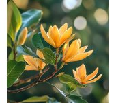 8 Semillas de Magnolia Champaca - Permacultura SemiSauvage