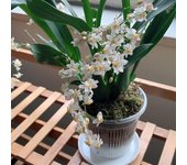 Maceta de malla de 11/14cm para Control de raíces, maceta de plástico transparente para orquídeas, contenedor de crecimiento transpirable, herramienta de jardín