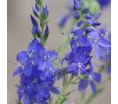 200 Semillas de Hyssop officinale Hyssopus officinalis reproducibles sin tratar