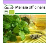 SAFLAX - Orgánico - Bálsamo de limón - 1000 semillas - Melissa officinalis