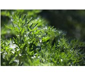 1000 semillas de absenta - planta aromática medicinal - semillas campesinas reproducibles - SemiSauvage