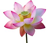 6 semillas de loto sagrado (Nelumbo nucifera) - Permacultura semisalvaje