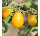 Tomate de campo enano de frutos pequeños Semillas de hortalizas en forma de pera amarilla para el jardín 0,2 g