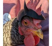 Casco de seguridad para gallinas, con correa elástica ajustable, para disfraz de mini loro, gallo, pato, periquito y aves de corral. B