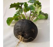 250 Semillas Redondas Grandes de Rábano Negro de Invierno - Permacultura SemiSauvage