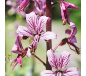 Diptam Moses Bush semillas de color rosa 0,2g - VILMORIN