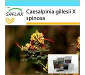 SAFLAX - Set de regalo - Arbusto pavo real - 10 semillas - Con caja de regalo, tarjeta, etiqueta y sustrato para macetas - Caesalpinia gillesii