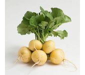300 Semillas de Rábano Redondo Amarillo - Permacultura SemiSauvage