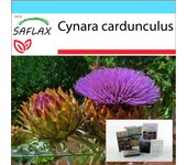 SAFLAX - Set de regalo - Cardo / Alcachofa española - 50 semillas - Con caja de regalo, tarjeta, etiqueta y sustrato para macetas - Cynara cardunculus