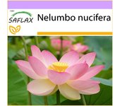 SAFLAX - Loto sagrado de la India - 8 semillas - Nelumbo nucifera