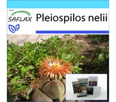 SAFLAX - Set de regalo - Living Granite - 40 semillas - Con caja de regalo, tarjeta, etiqueta y sustrato para macetas - Pleiospilos nelii