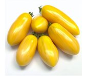 40 semillas de tomate Banana Legs - Permacultura SemiSauvage