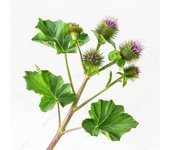 35 Graines de Grande Bardane - SemiSauvage Permaculture