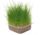 100 Gr. Hierba Natural para Gatos Nayeco