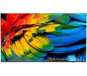Philips 43HFL6214U Display arrotolabile 109,2 cm (43") 4K Ultra HD Smart TV Wi-Fi Antracite