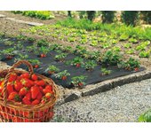 Film acolchado de fresas fresafilm - 1,40 x 20 m
