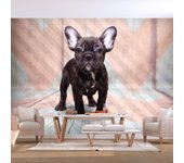Papel pintado - bulldog francés [100x70]