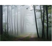 Papier peint nature foret intissé panoramique 300x210 cm - colle inclus - xxl moderne papier peint pour chambre salon
