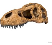 Refugios dinosauro grandes para reptiles exo terra