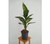 Dieffenbachia tropic planta natural m22 altura 50-60cm en maceta de 22cm