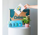 Flores a Domicilio - Pack Mini Anthurium con Ginebras y Tarjeta - COLVIN