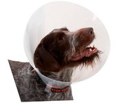 Kruuse Collar Para Perro K273395 Elizabethan 10 Unidades