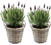Árbol de lavanda - 2 pzs - lavandula stoechas 'anouk' - altura 25-35cm - ⌀15cm