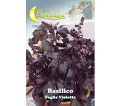 Semillas de hortalizas de albahaca de hoja violeta
