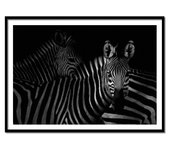 Affiche d’art et cadre noir 30 x 40 cm - zebras family