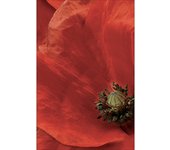Calcomanía de refrigerador y lavaplatos, deco de belleza estampada, 75 cm x 49 cm