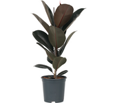 Higuera cauchera - ficus elastica 'abidjan' - altura 75-100cm - ⌀24cm