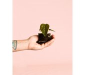 Anthurium queen of hearts | mini planta natural | pur plant