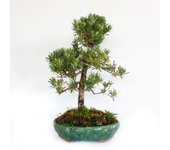Kentis - bonsái podocarpus macrophyllus maki - bonsái japonés auténtico - plantas de interior auténticas - h 50-60 ø 33 cm