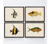Set de 4 láminas con pez colorido efecto vintage tono amarillo composicion de 4 peces diferentes en fondo papel antiguo vintage