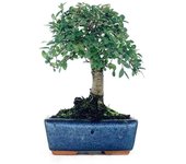 Bonsái zelkova - olmo chino - 5 años - foto genérica