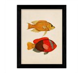 Set de 4 láminas de peces coloridos efecto vintage. composicion de 11 peces diferentes, fondo papel antiguo vintage. sin marco - a3