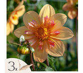 Tubérculos de dalia - 3 pzs - dahlia 'kelsey annie joy'