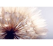 Cuadro foto flor de diente de león uno sopla, 80x50cm