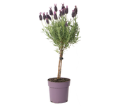 Árbol de lavanda - lavandula stoechas 'anouk' - altura 30-40cm - ⌀12cm