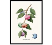 Affiche d’art et cadre noir 30 x 40 cm - macaron plant - jonas loose