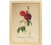 Poster de flores vintage. lamina les roses con diseño vintage. marco blanco - a3