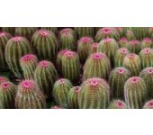 Camino de cocina, 100% made in italy, alfombra antimanchas con impresión digital, camino antideslizante y lavable, modelo cactus - briony, cm 100x52
