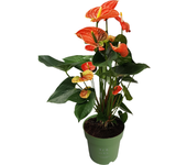 Anturio - anthurium 'madural orange' - altura 55-70cm - ø17cm