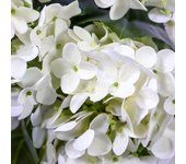 Planta artificial hydrangea blanco / verde hjh office