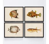 Set de 4 láminas con pez colorido efecto vintage tono amarillo marron. composicion de 4 peces diferentes, fondo papel antiguo vintage. sin marco - a4