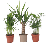 Mezcla de mini palmeras - 3 pzs - mini indoor palm mix - altura 25-40cm - ⌀12cm